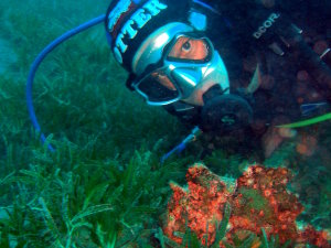 I spy Frog Fish