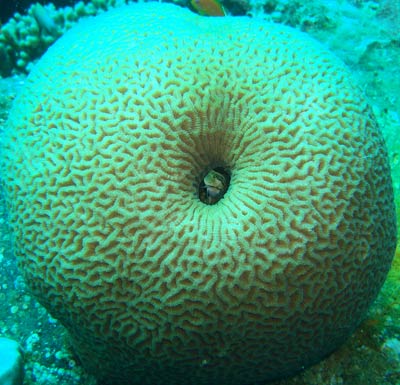 Blenny at home in an apple