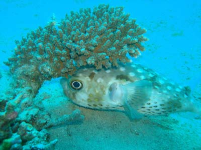 Doyouthinkhesaurus fish in action