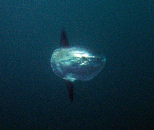 sun fish ready to strike
